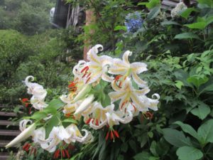 IMG_3933