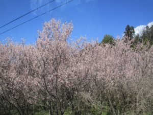 IMG_1909