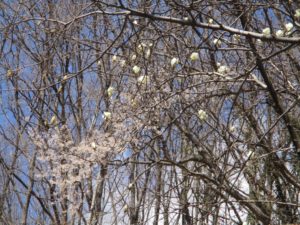 IMG_1987