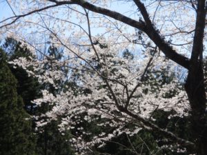 IMG_2345