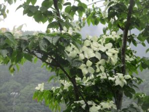 IMG_8626
